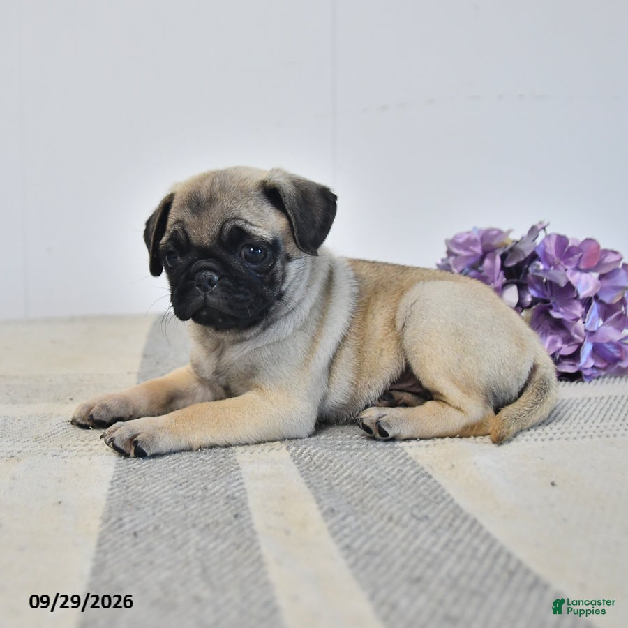 Pug dogs Laurie - Ad 2