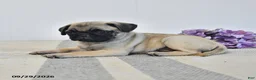 Pug dogs for sale: Laurie - Ad 2