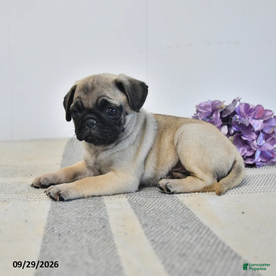 Pug dogs for sale: Laurie - Ad 2