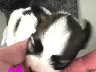 Papillon dogs Girl 3 - Ad 27