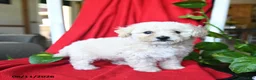 Bichpoo dogs for sale: Shiloh - Ad 3