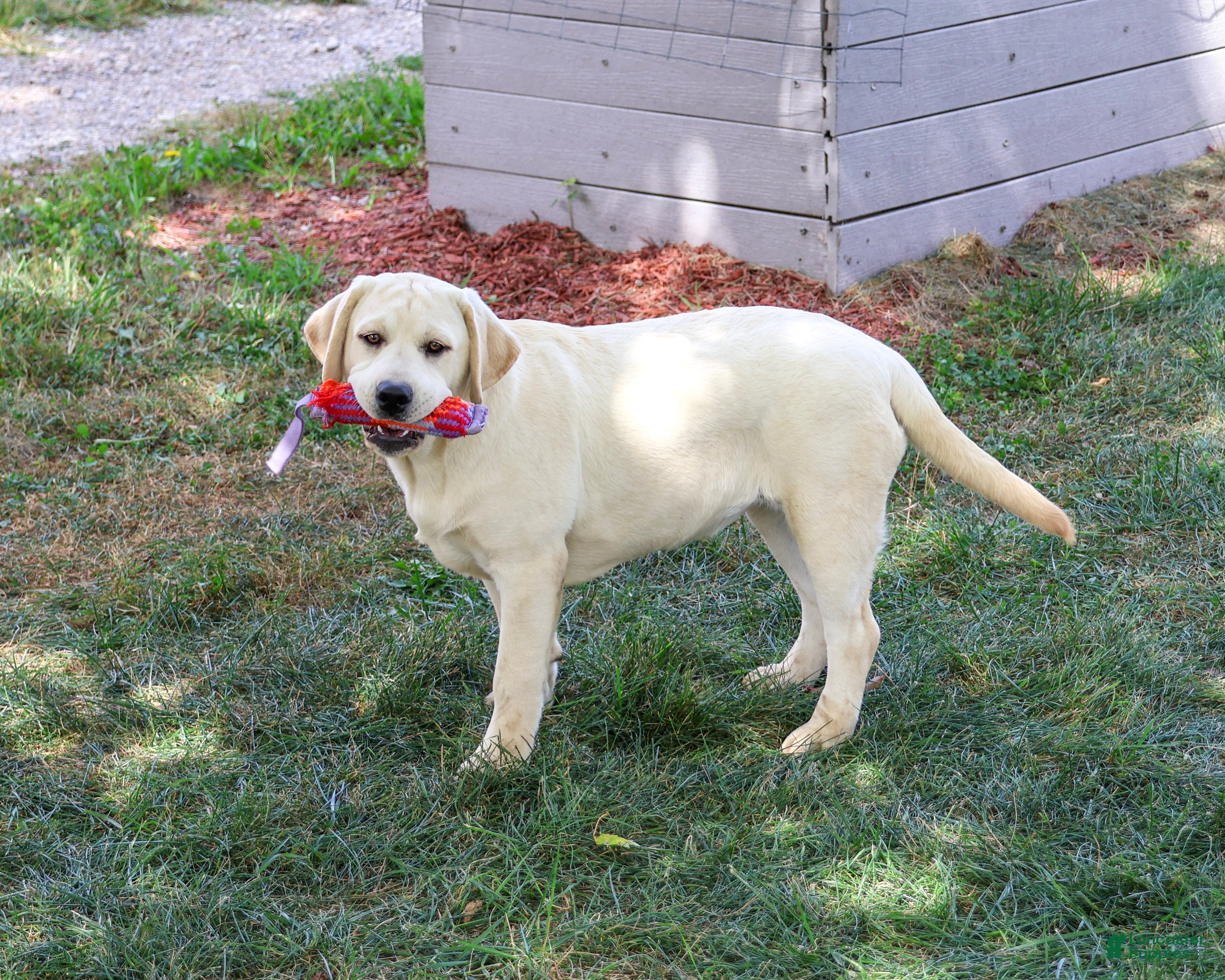 Labrador Retriever dogs Vidia - Ad 2