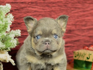 French Bulldog dogs Champ - Ad 32