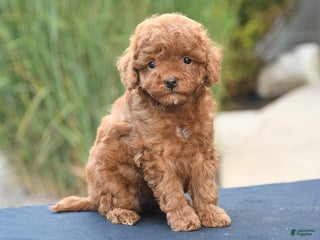 Toy Poodle dogs - Ad 24