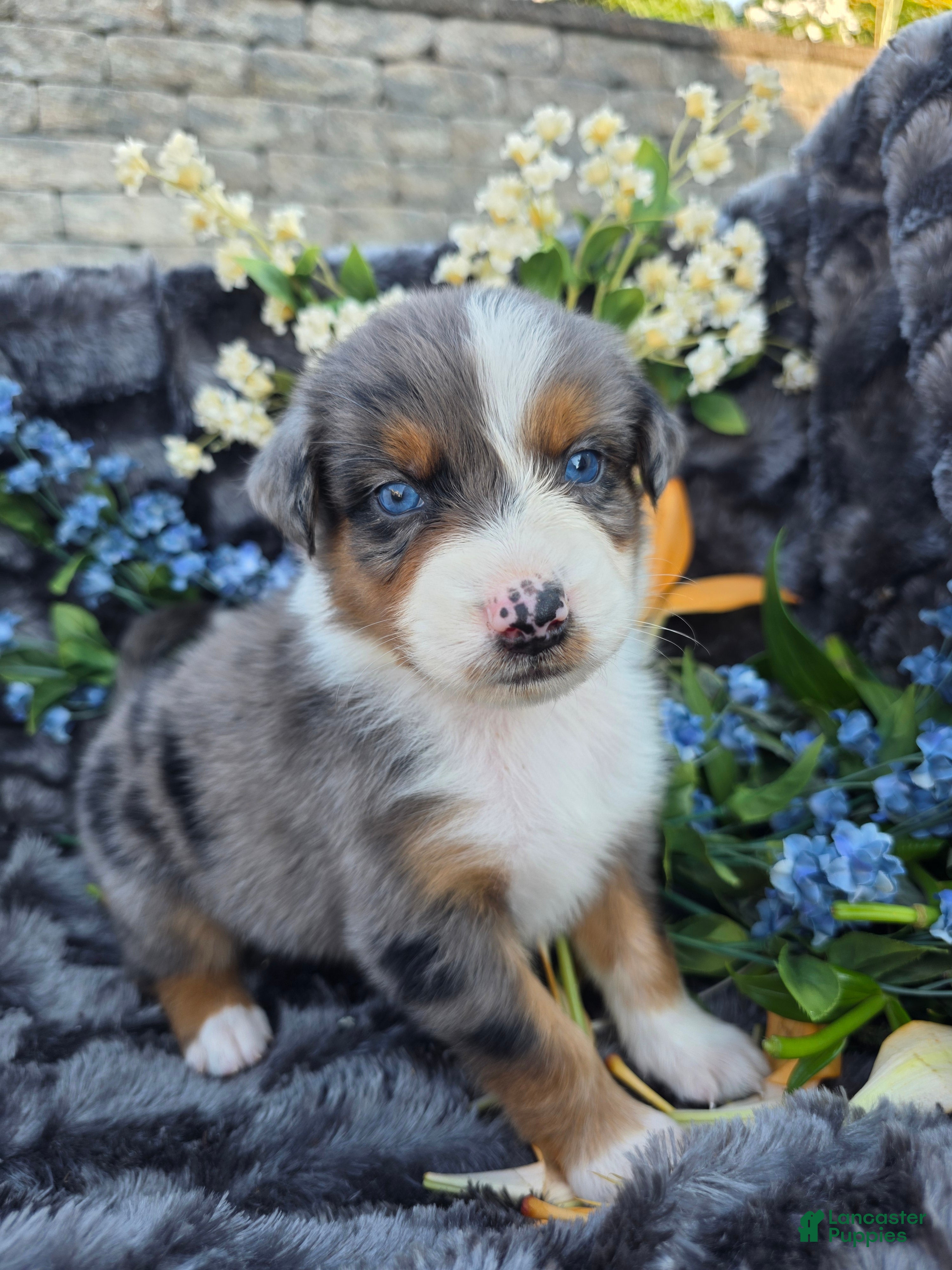 Australian Shepherd dogs Zane - Ad 22