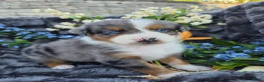 Zane