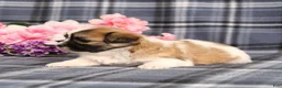 Teddy Bear dogs for sale: BJ's Rover - Ad 4
