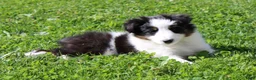 Shetland Sheepdog dogs for sale: Tasha - Ad 5