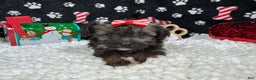 Havanese dogs for sale: Havanese Puppy 1 - Ad 1