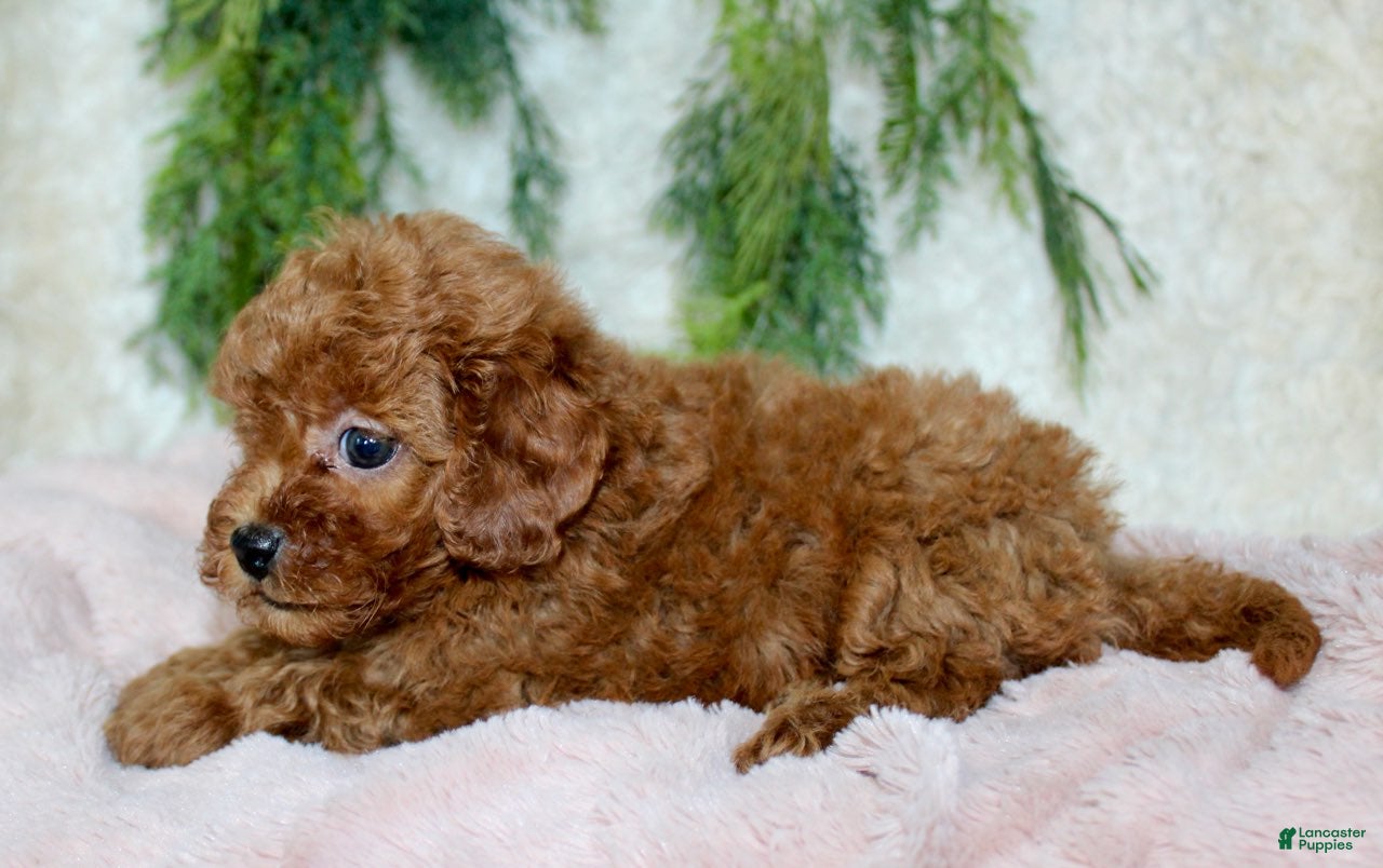 Cavapoo dogs Cavapoo 7 - Ad 18