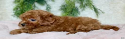 Cavapoo dogs for sale: Cavapoo 7 - Ad 1