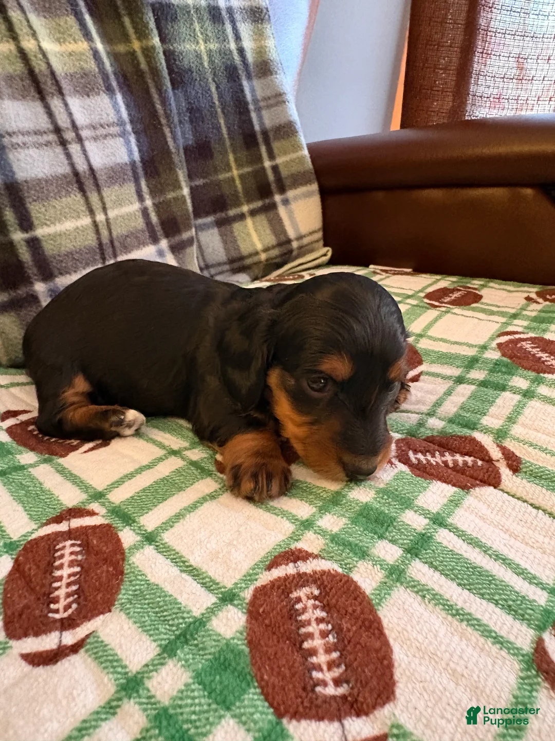Miniature Dachshund dogs for sale: Winter  - Ad 2