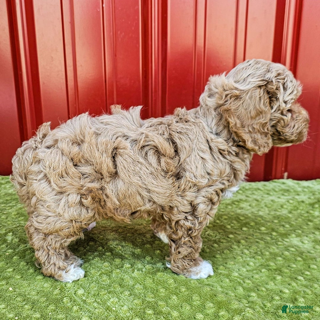 Miniature Poodle dogs for sale: Benny - Ad 3