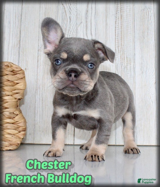 French Bulldog dogs Chester - Ad 1