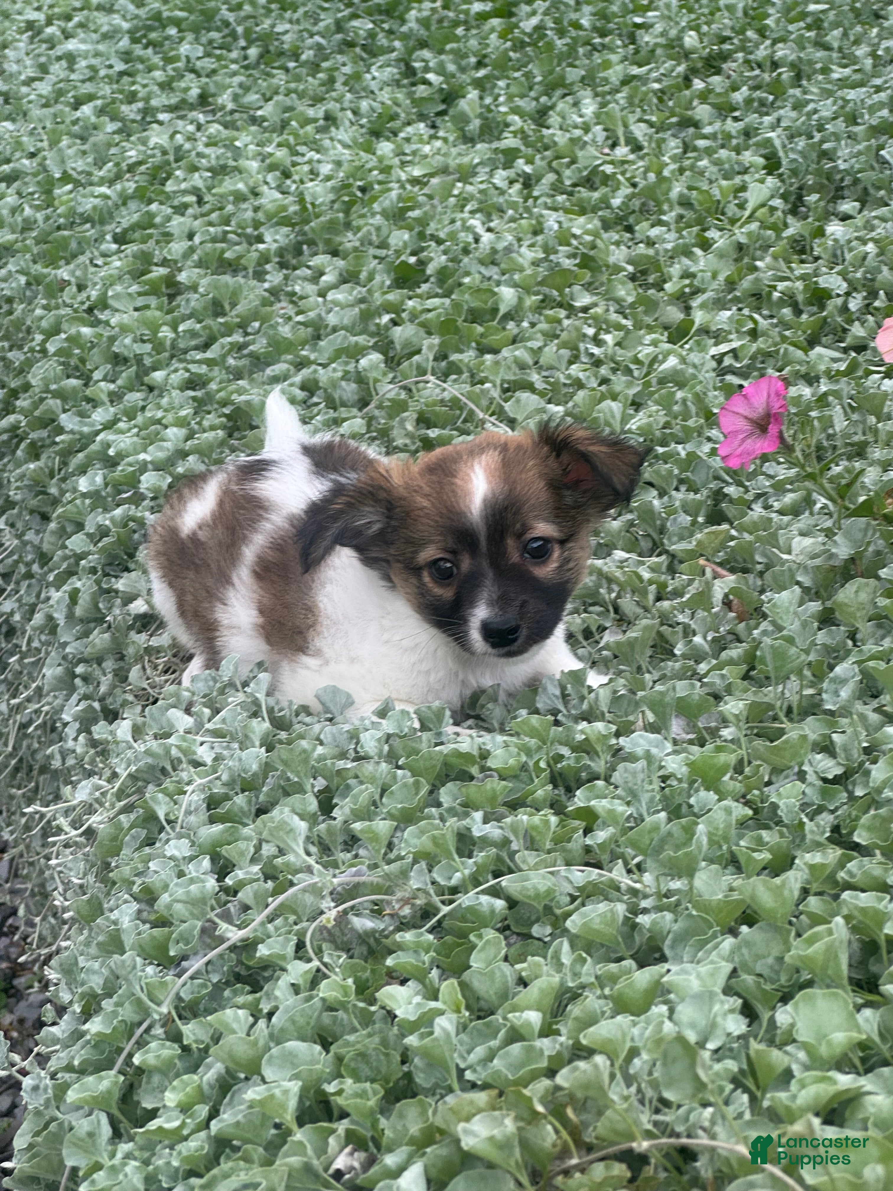 Chihuahua dogs for sale: Freddie - Ad 1