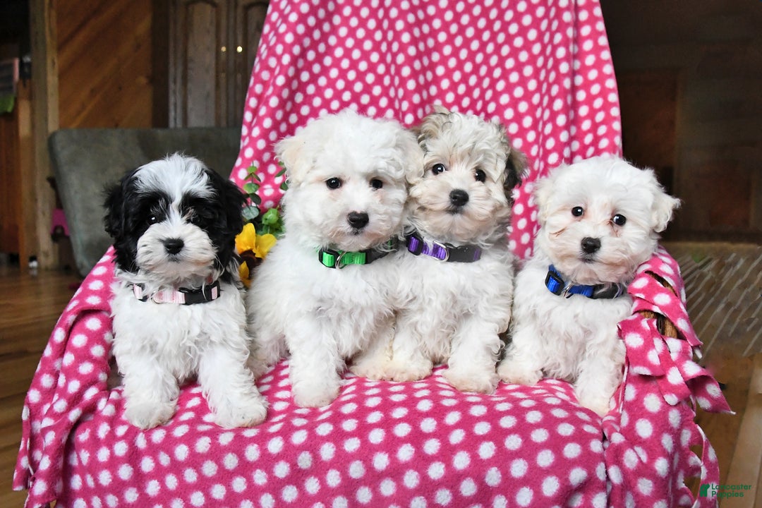 Maltipoo dogs for sale: Puddles - Ad 5