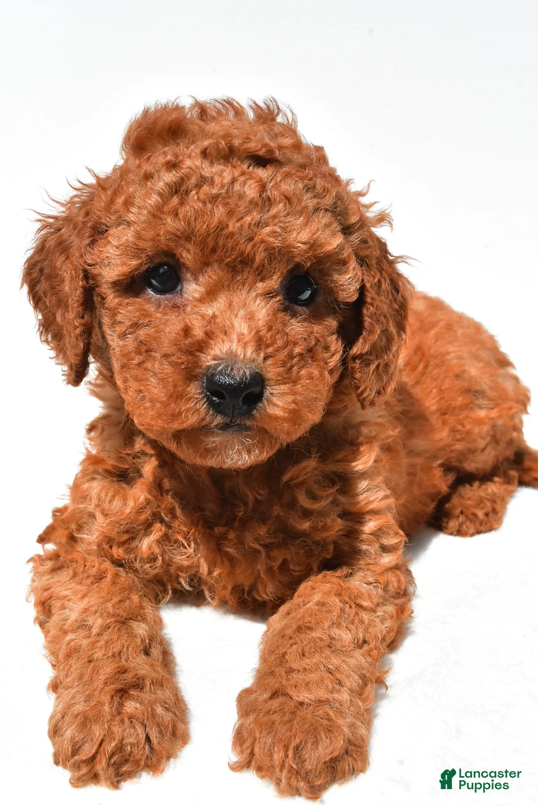 Mini Goldendoodle dogs for sale: Finley  - Ad 2