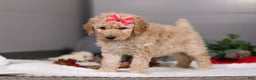 Standard Poodle dogs for sale: Lucy - Ad 6