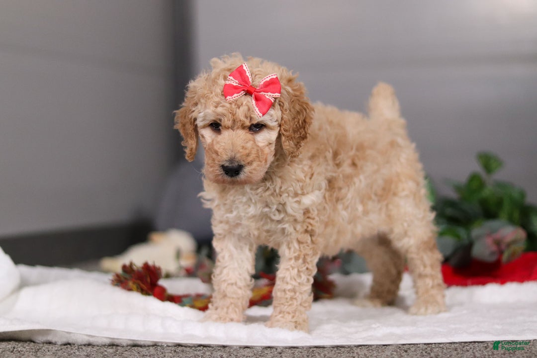 Standard Poodle dogs for sale: Lucy - Ad 6