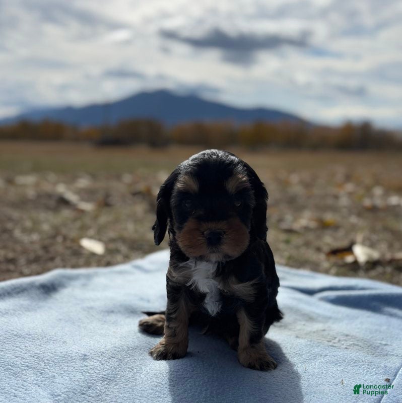 Cavapoo dogs Teddy - Ad 15