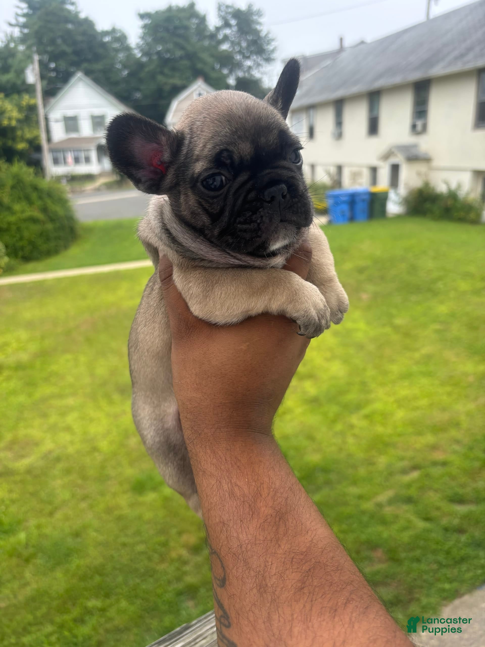 Blue Fawn French Bulldog Weeks Black And White French Bulldog