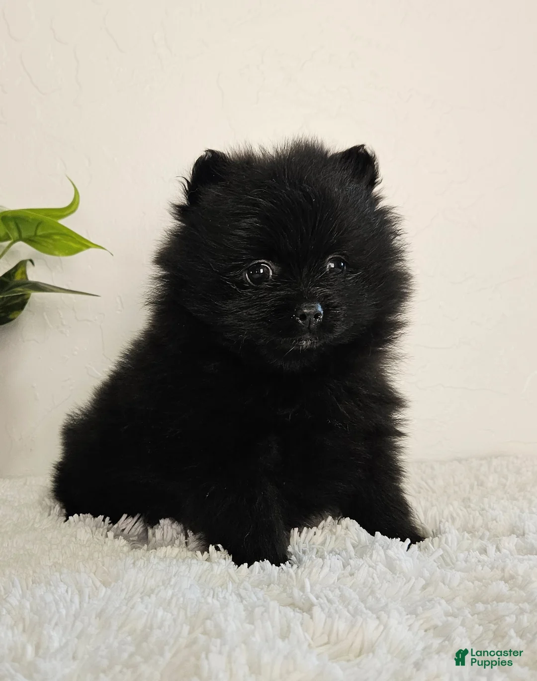 Pomeranian dogs for sale: Sadie - Ad 4