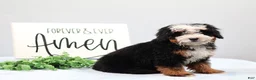 Mini Bernedoodle dogs for sale: Denver - Ad 6