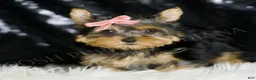Yorkshire Terrier dogs for sale: Layla - Ad 3