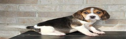 Beagle dogs for sale: Pokey - Ad 3
