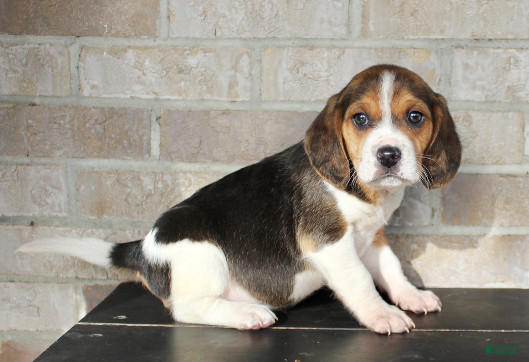 Beagle dogs for sale: Pokey - Ad 3