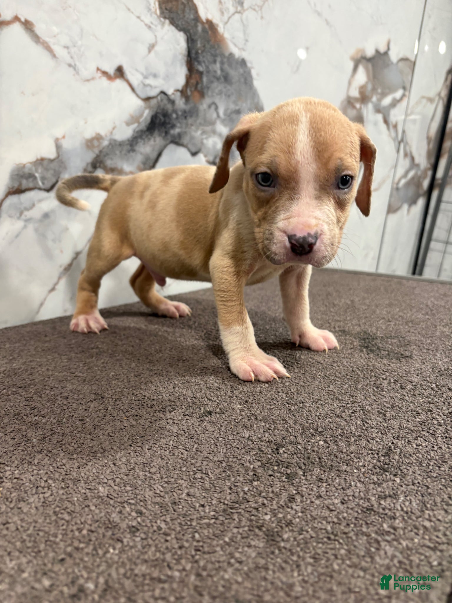 American Bully dogs for sale: Merle marly - Ad 5