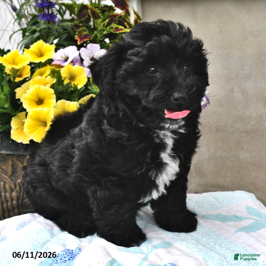 Mini Aussiedoodle dogs Tina - Ad 2