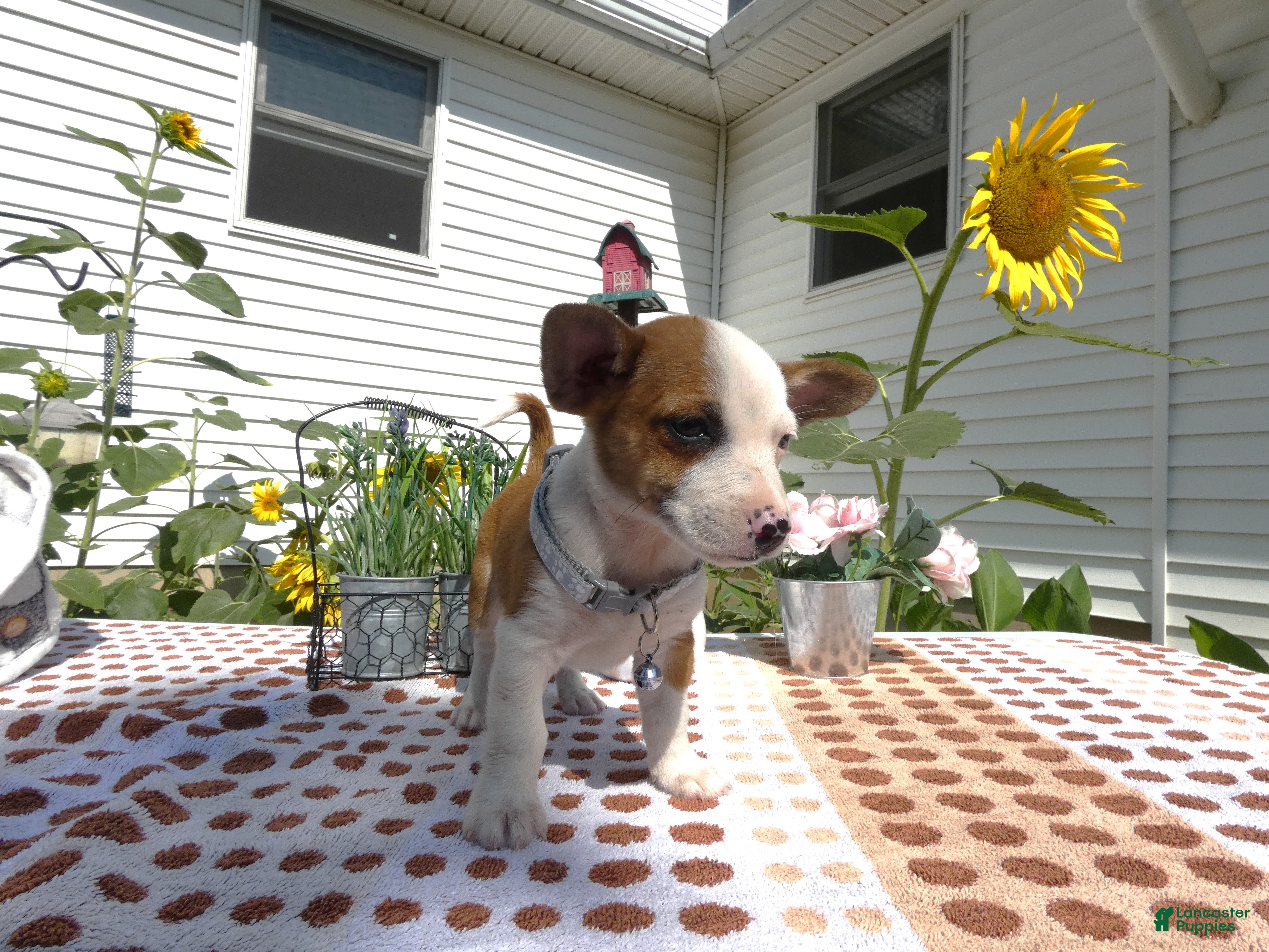 Jack Chi dogs Jack Chi 4 Jack - Ad 38