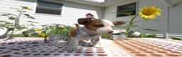 Jack Chi dogs for sale: Jack Chi 4 Jack - Ad 1