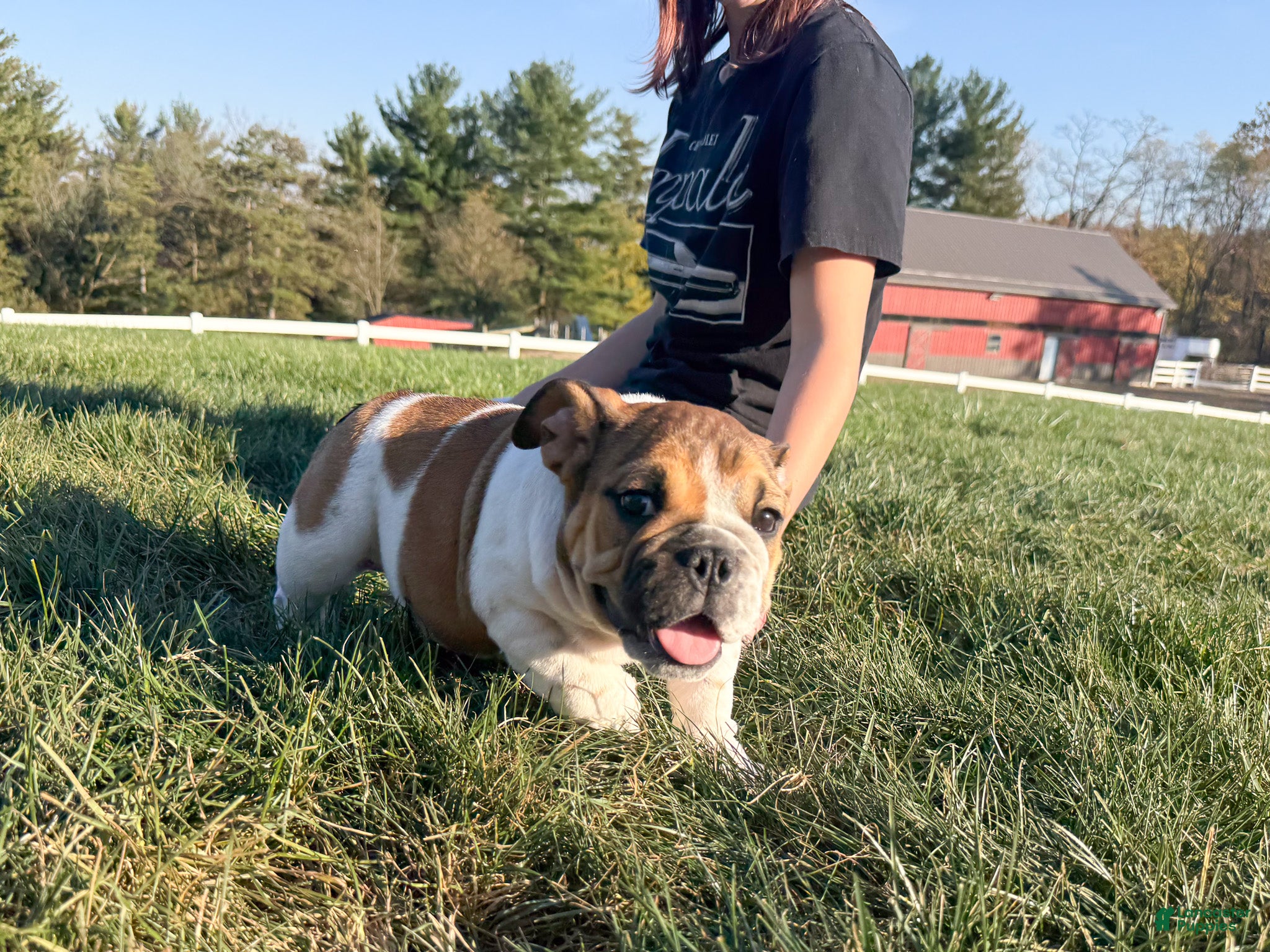 English Bulldog dogs for sale: Winston - Ad 2