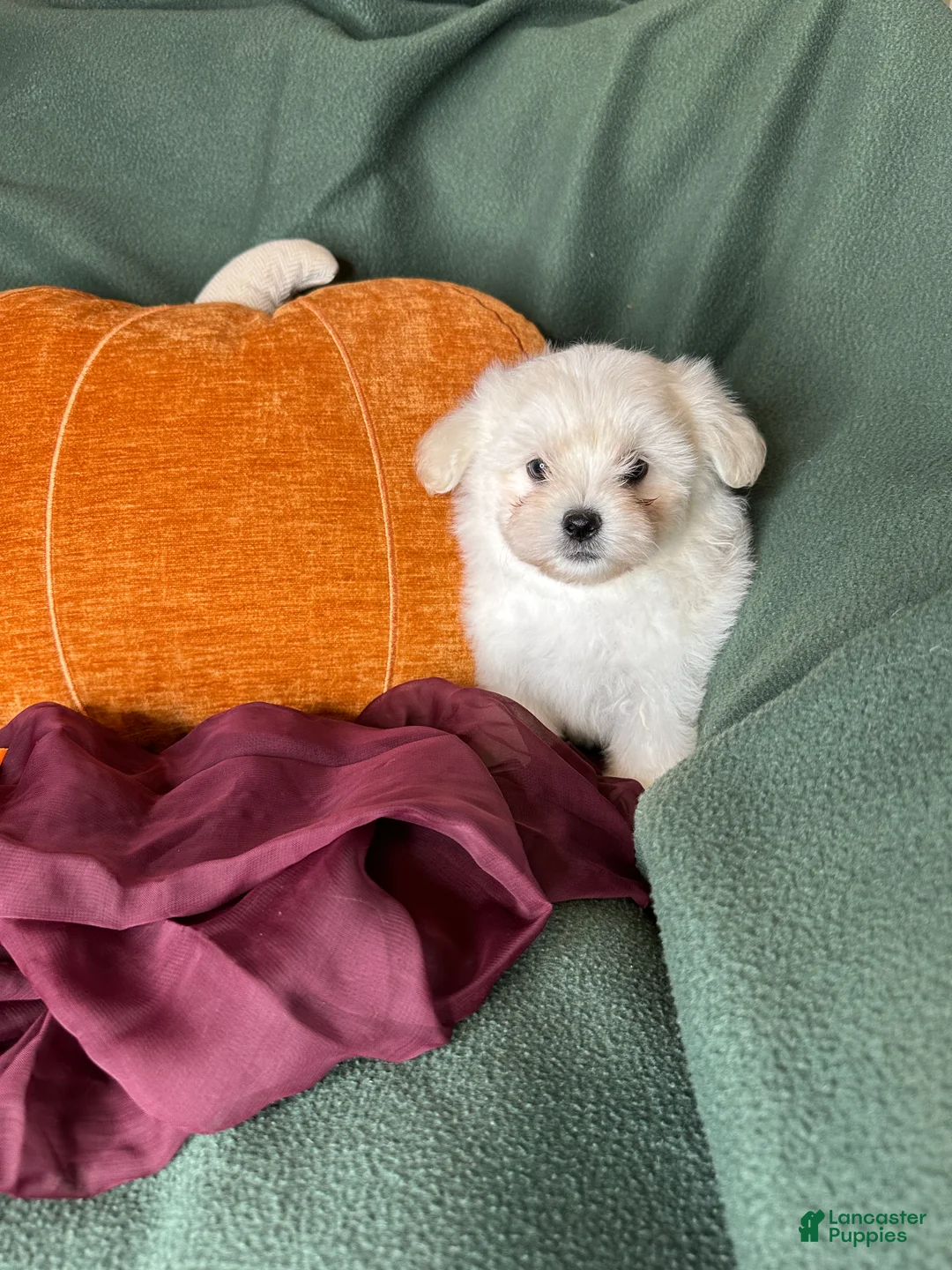 Maltese dogs for sale: Honeybun  - Ad 2