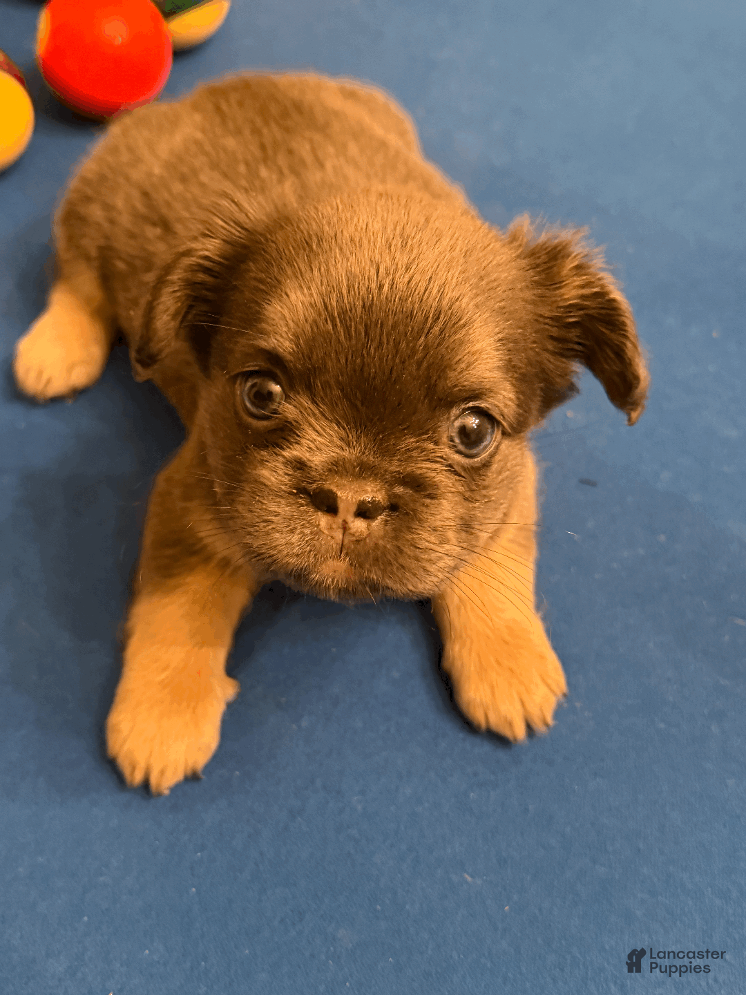 French Bulldog dogs for sale: French Bulldog Puppy 5 - Ad 5