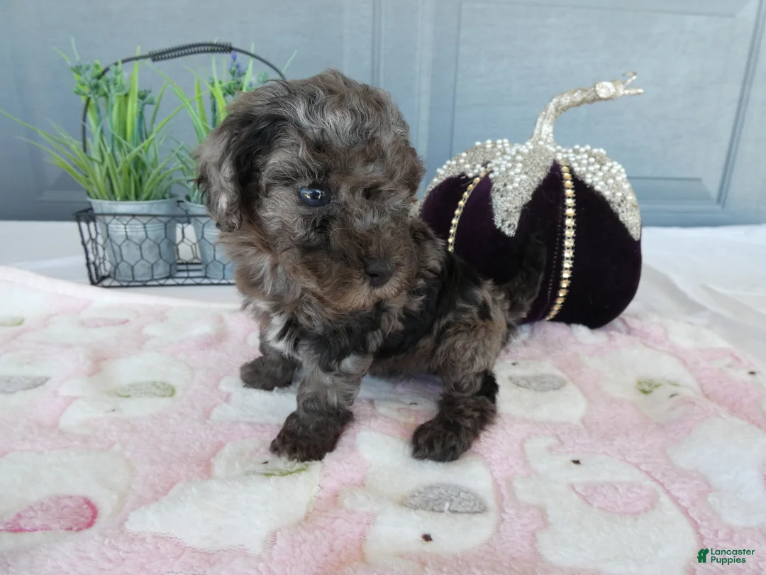 Toy Poodle dogs for sale: Toy Poodle 5 Lexi - Ad 2