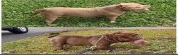 American Bully dogs for stud: Don Jwett of Krwnd Blood Bulliez - Ad 4