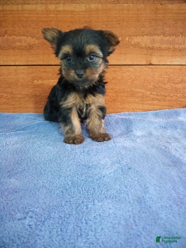 Yorkshire Terrier dogs Lucy - Ad 1