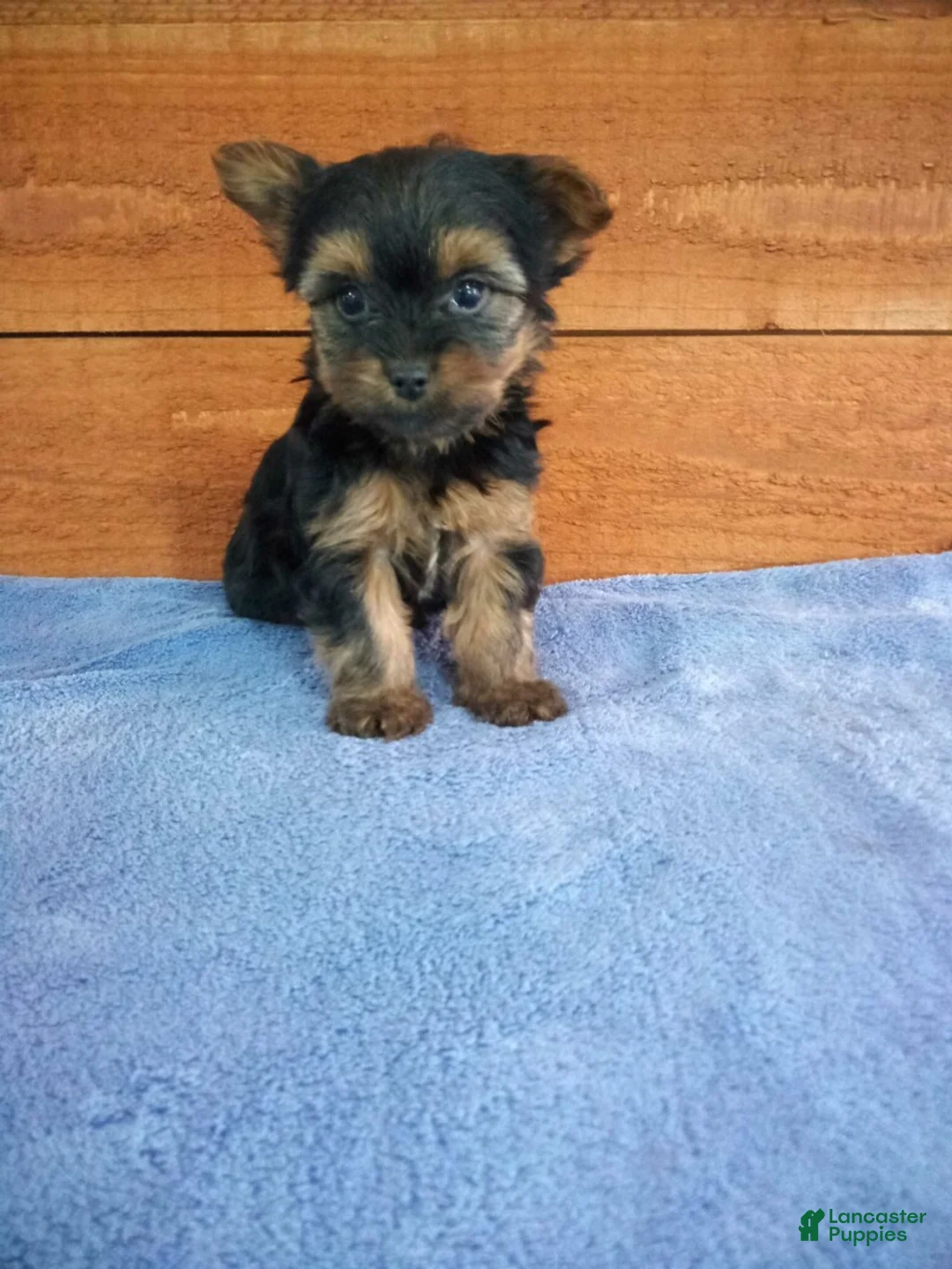 Yorkshire Terrier dogs for sale: Lucy - Ad 1