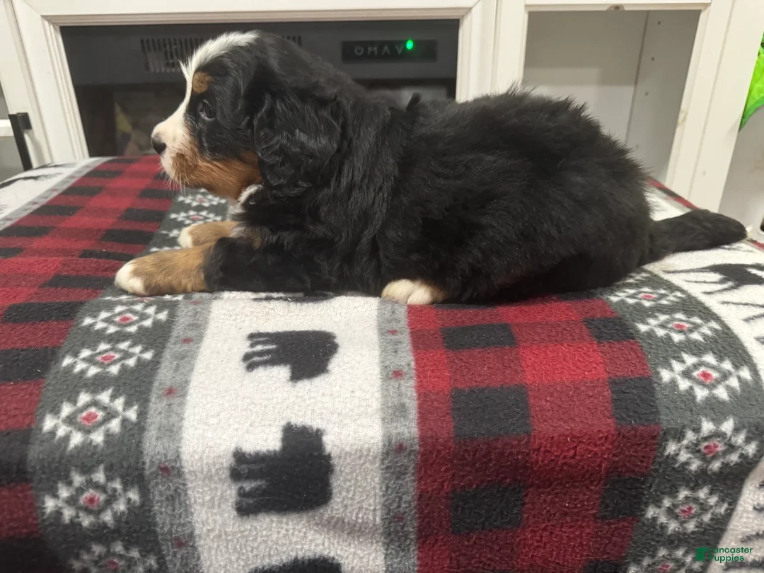 Bernese Mountain Dog dogs for sale: Sassy - Ad 4