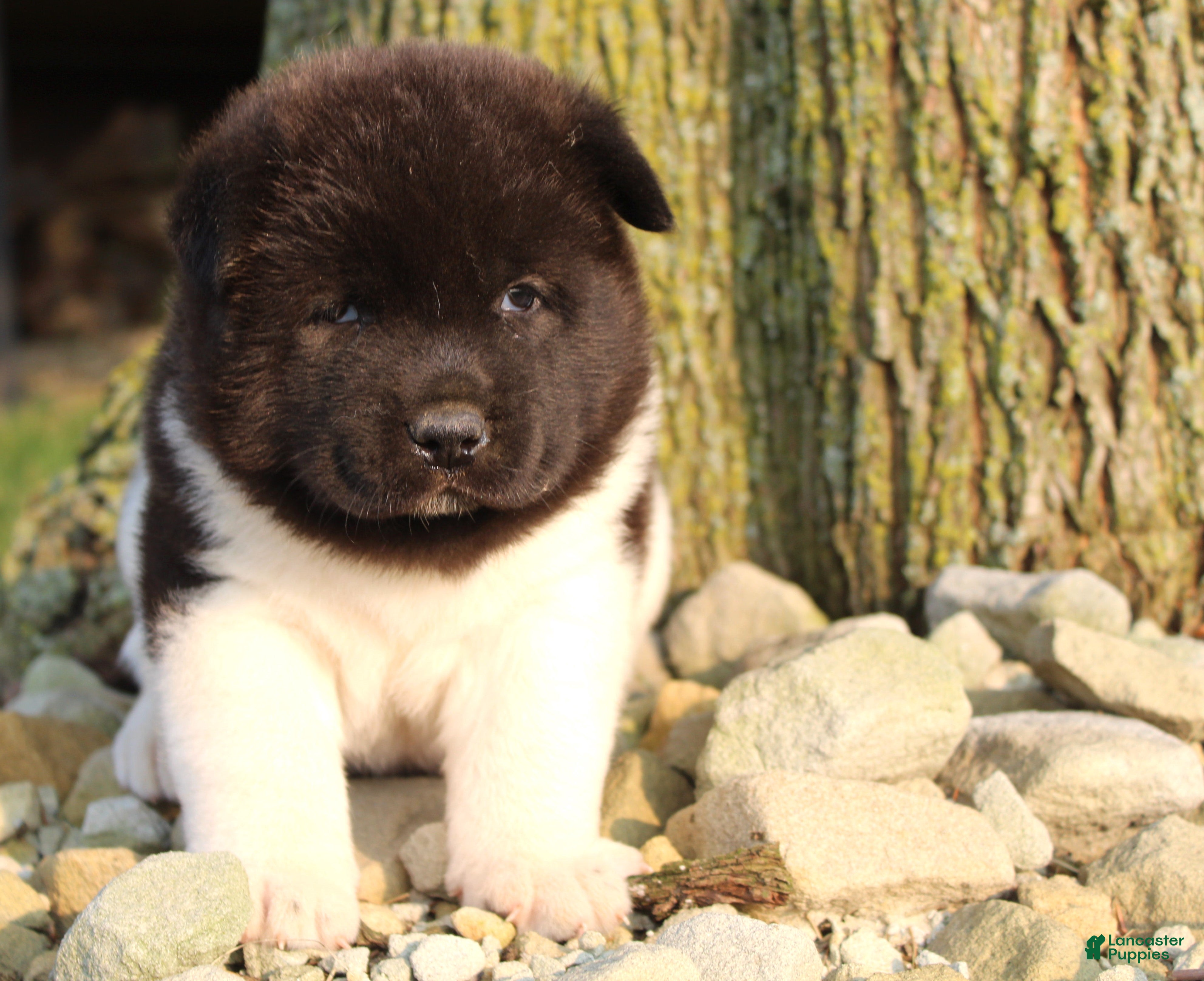 Akita dogs Akita 1 - Ad 1
