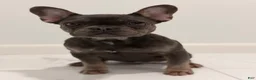 French Bulldog dogs for sale: Munchkin  - Ad 6