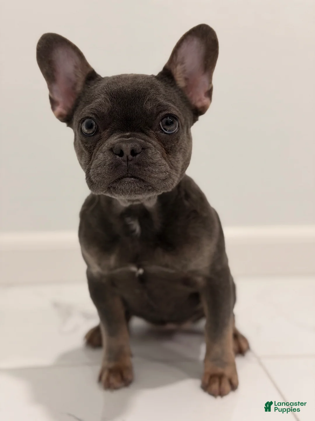 French Bulldog dogs for sale: Munchkin  - Ad 6