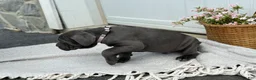 Cane Corso dogs for sale: Bruno - Ad 14