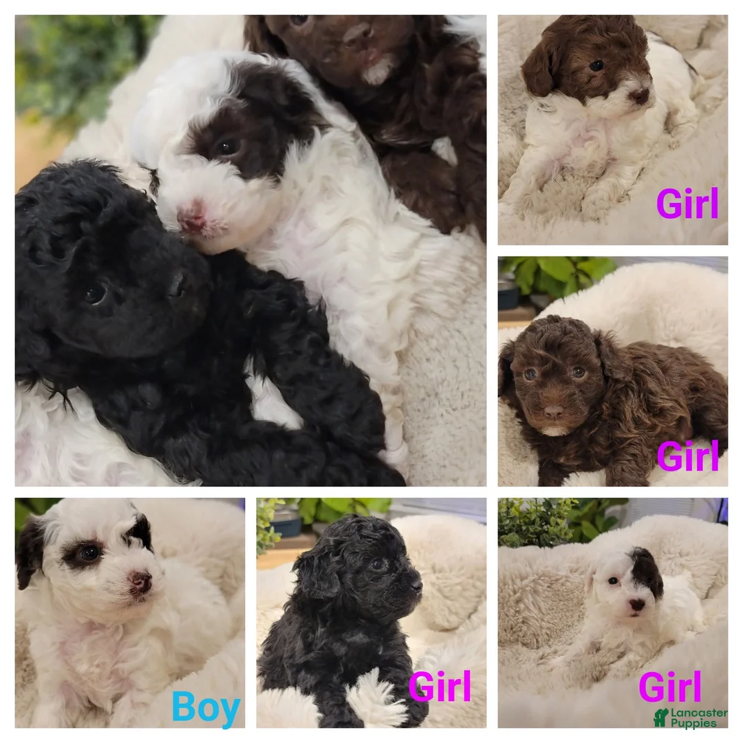 Toy Poodle dogs for sale: Toy Poodle Puppy 4 - Ad 2
