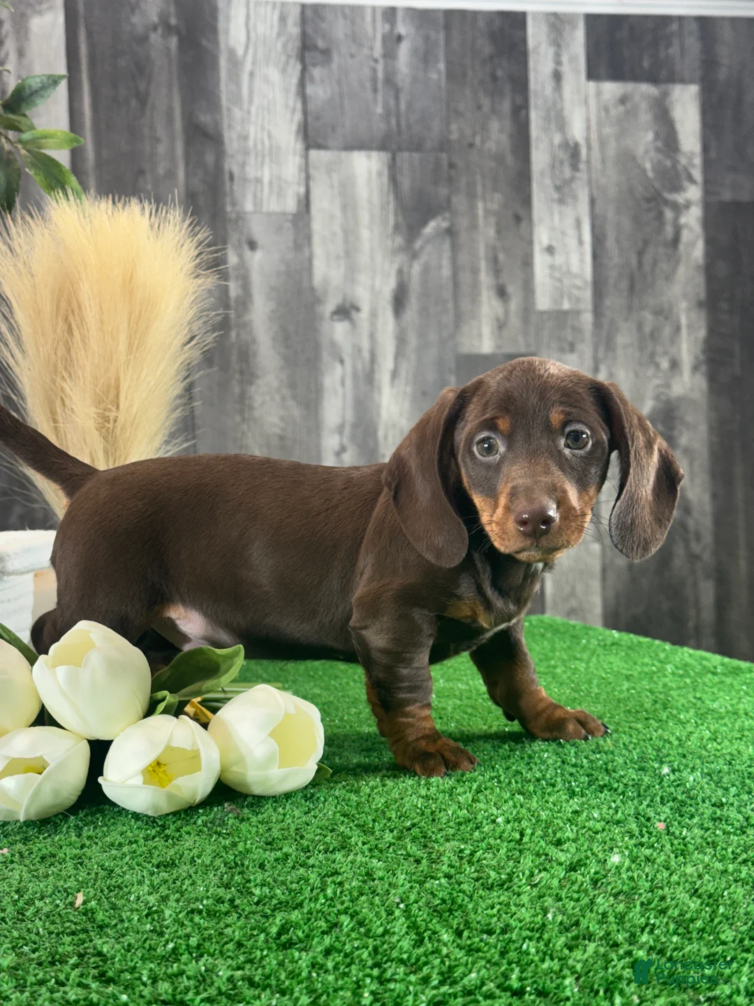 Dachshund dogs for sale: Duke - Ad 1