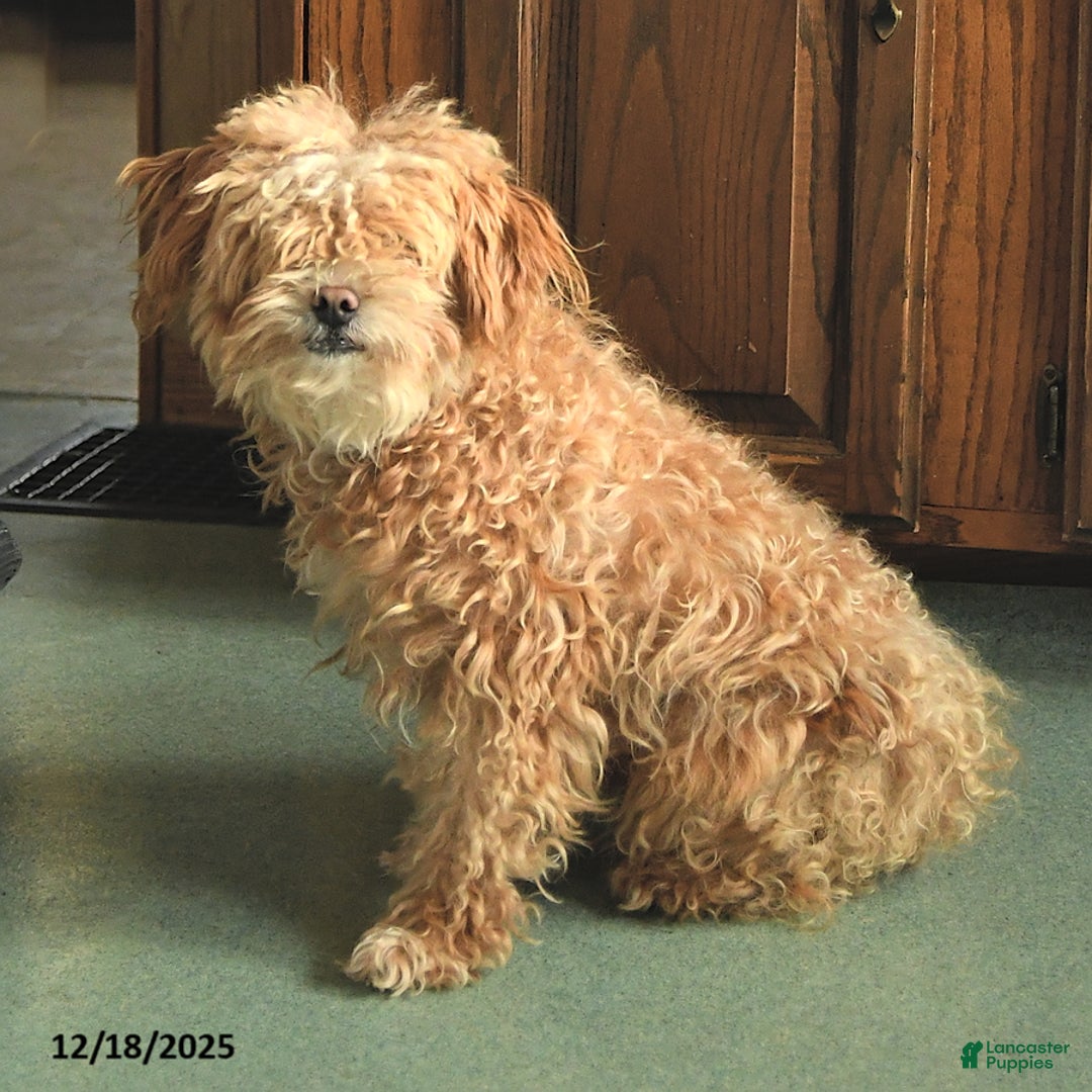 Maltipoo dogs for sale: Oscar - Ad 4