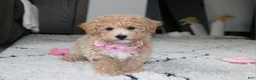 Bichpoo dogs for sale: Aubrey - Ad 11